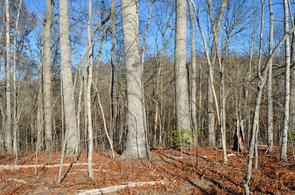 0 Sparta Highway 63.3 Acres Crossville TN 38555