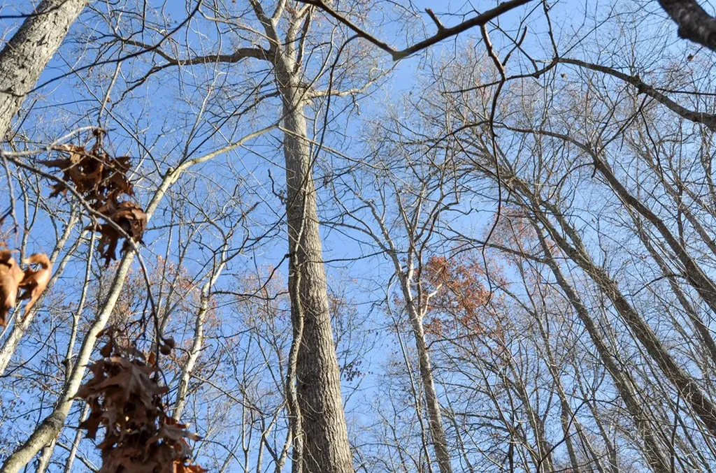 0 Sparta Highway 31.65 +/- Acres Crossville TN 38555