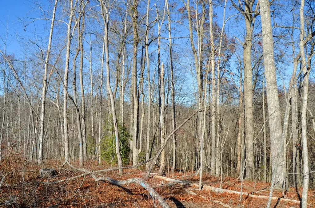 0 Sparta Highway 31.65 +/- Acres Crossville TN 38555