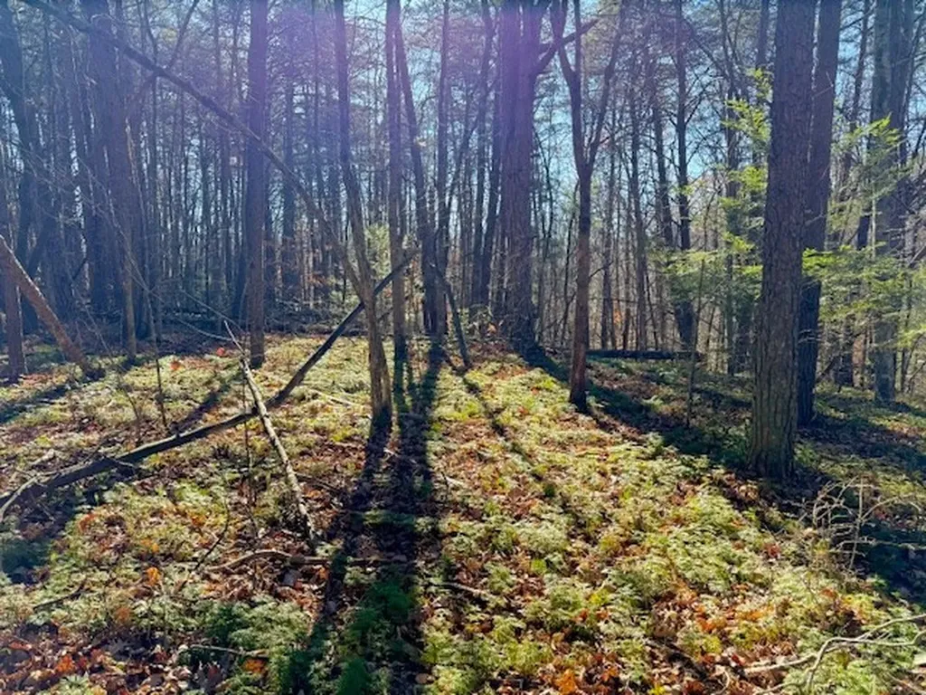 20.78 Ac B. Armstrong Lane Monterey TN 38574
