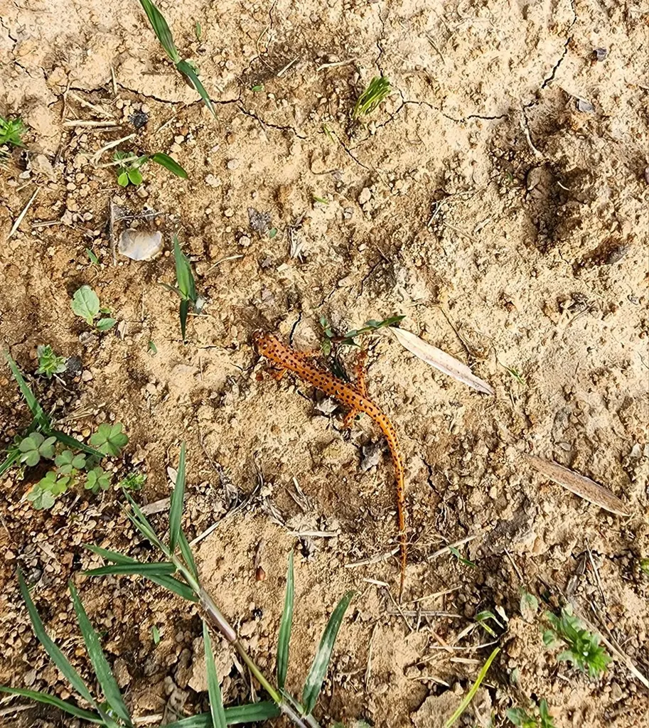 250 Justin Lane Mcminnville TN 37110