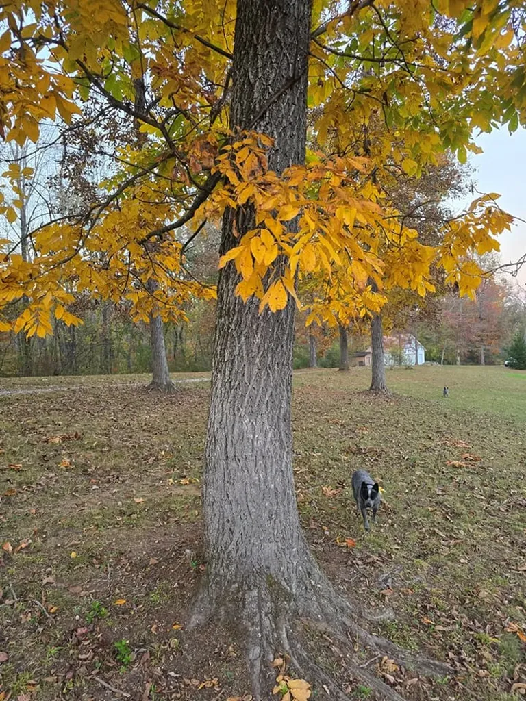 250 Justin Lane Mcminnville TN 37110