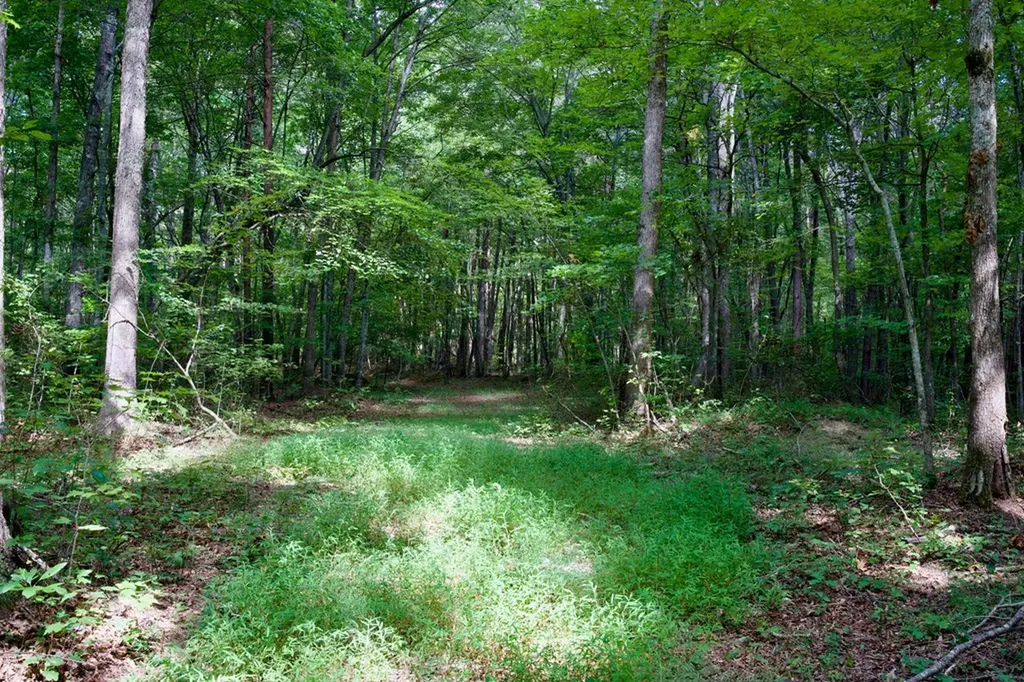 0 Fikes Field Road & Greenfield Road Spencer TN 38585
