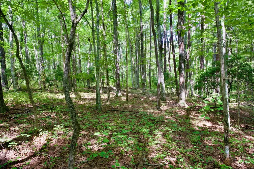 0 Fikes Field Road & Greenfield Road Spencer TN 38585