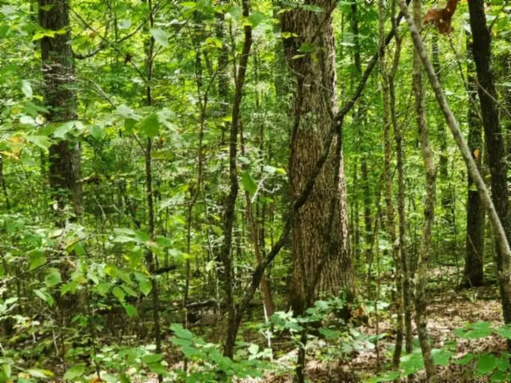 16.22AC Glenobey Road Jamestown TN 38556