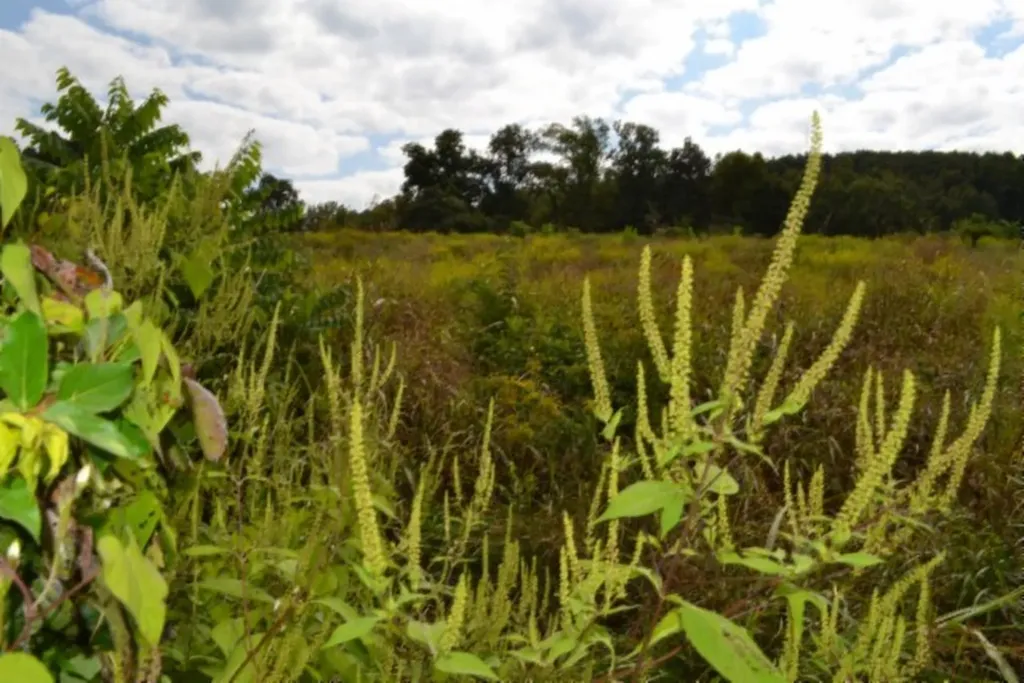 3.94ac Anderson Road Byrdstown TN 38549