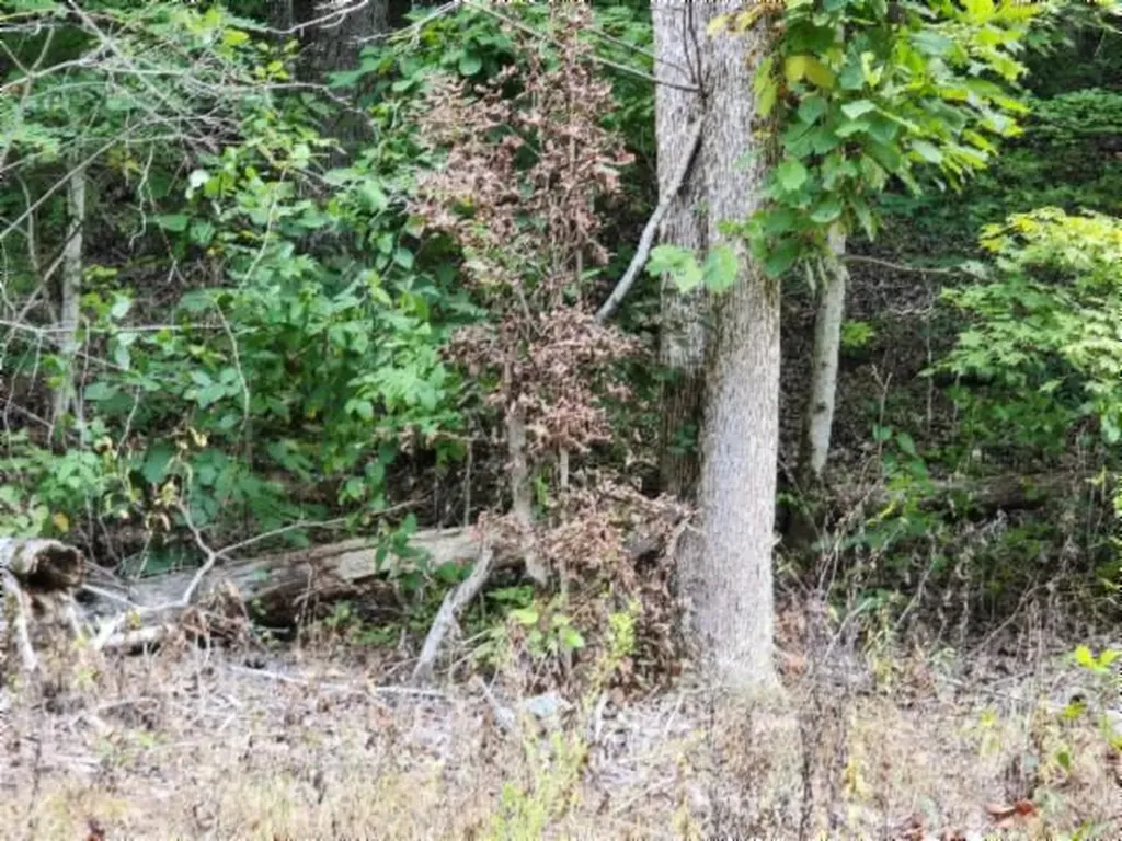 Lot 20 Apache Road Jamestown TN 38556