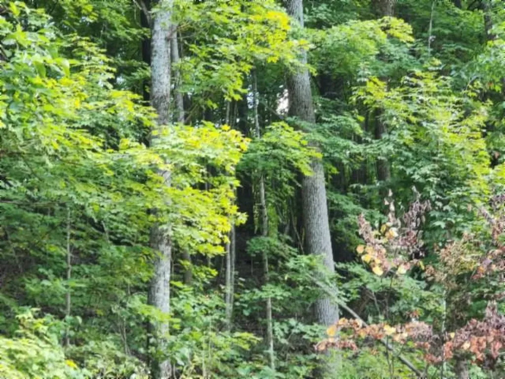 Lot 20 Apache Road Jamestown TN 38556