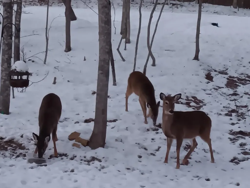 373 Cumberland Cove Road Monterey TN 38574