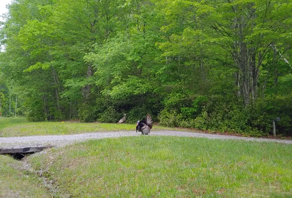 373 Cumberland Cove Road Monterey TN 38574