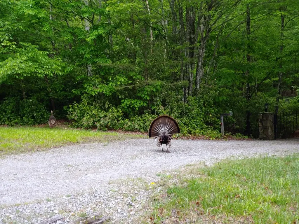 373 Cumberland Cove Road Monterey TN 38574