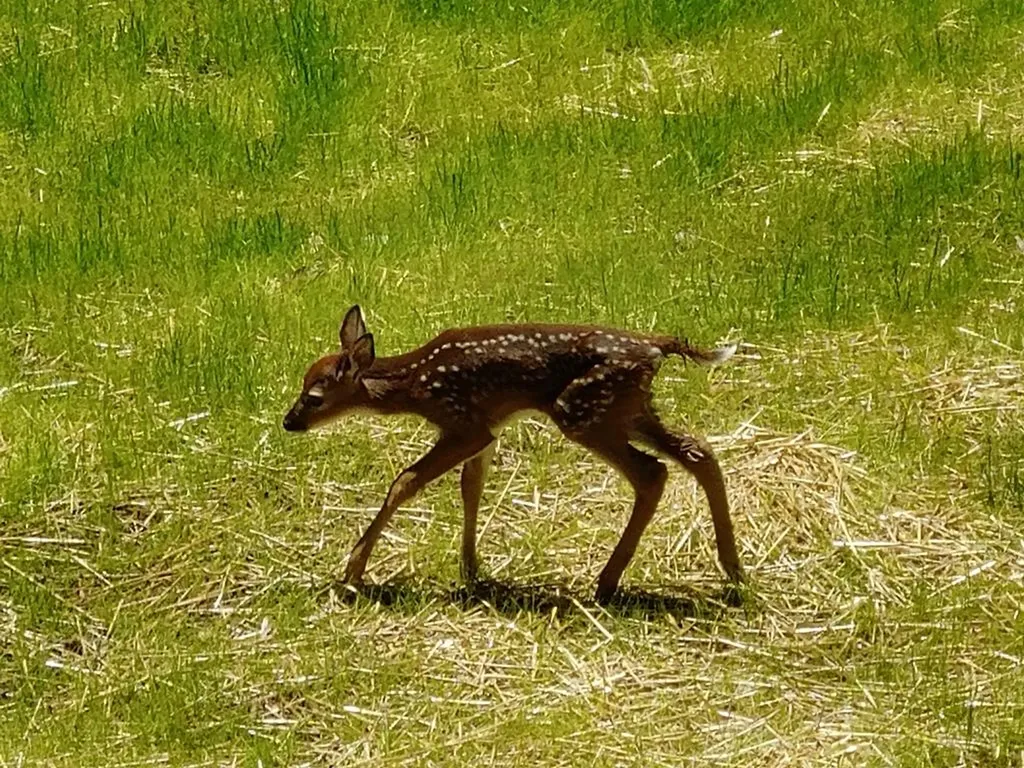 373 Cumberland Cove Road Monterey TN 38574