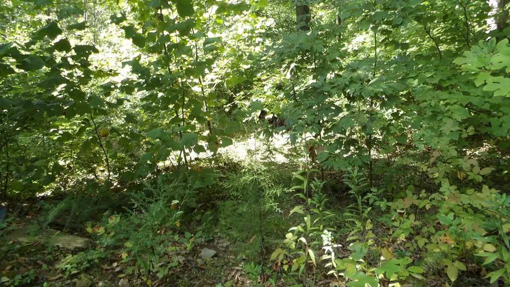 4179 Old Livingston Highway Celina TN 38551