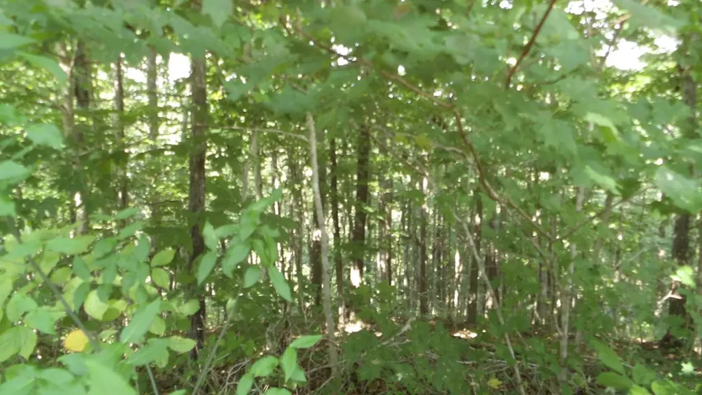 4179 Old Livingston Highway Celina TN 38551