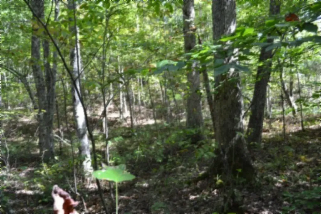 Lot 1 Aarow Trail Monterey TN 38574