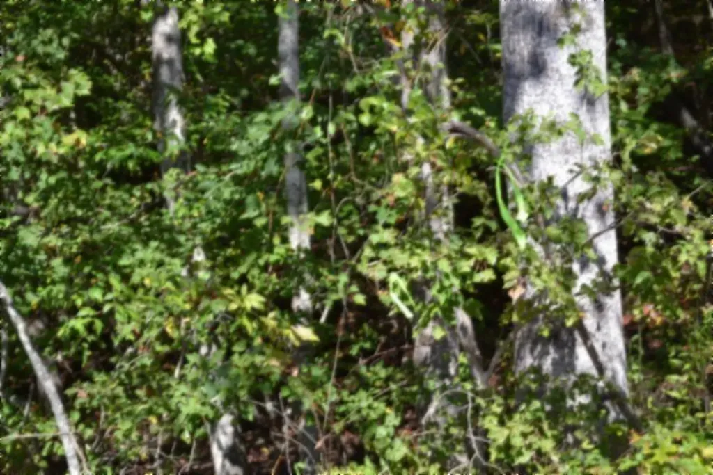 Lot 1 Aarow Trail Monterey TN 38574