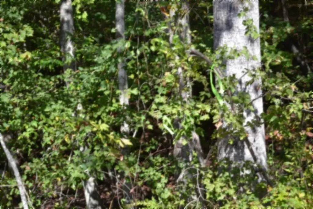Lot 1 Aarow Trail Monterey TN 38574
