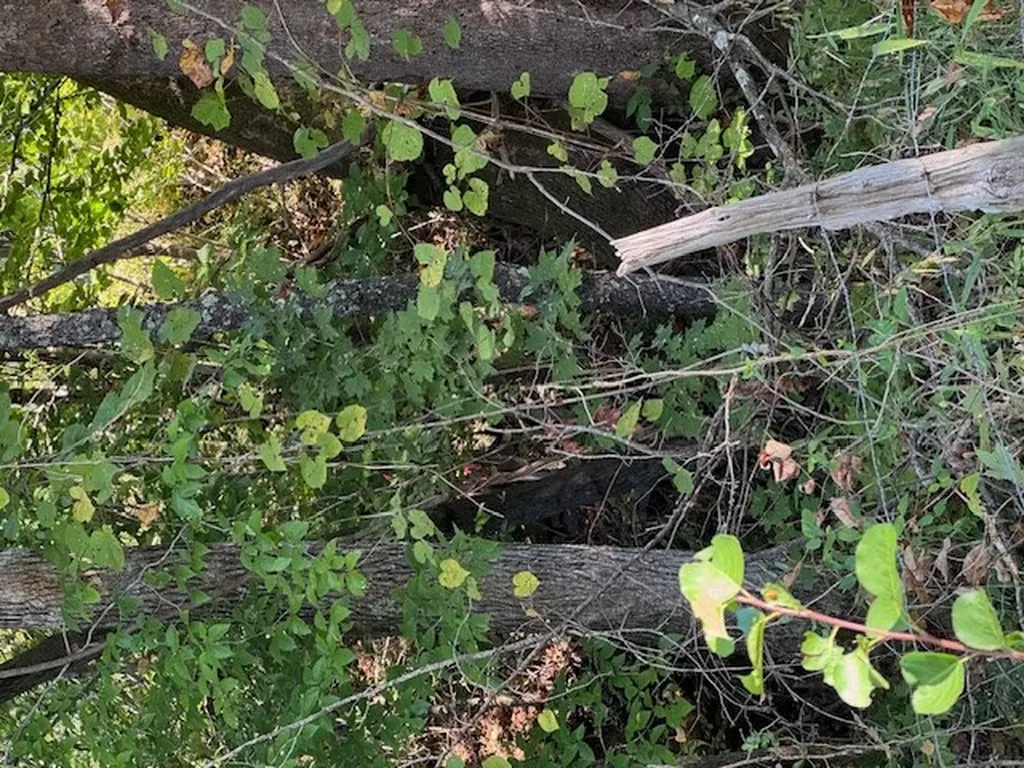 3.03 Ac Lonesome Valley Road Allons TN 38541