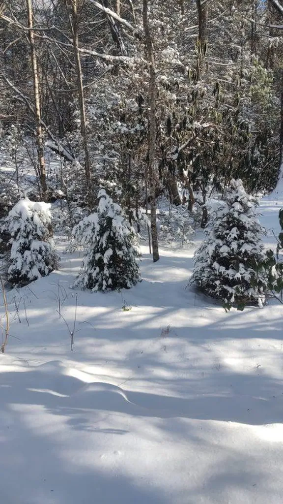 6573 Smith Mountain Road Crab Orchard TN 37723