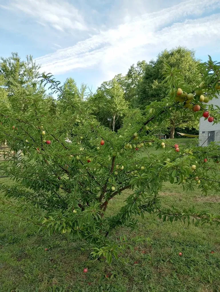 1301 Valley View Road Crossville TN 38572