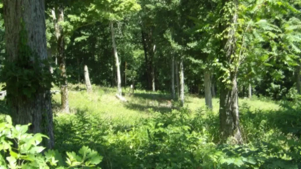 Lot 7e Rock Fish Lane Hilham TN 38568