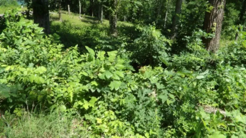 Lot 7e Rock Fish Lane Hilham TN 38568