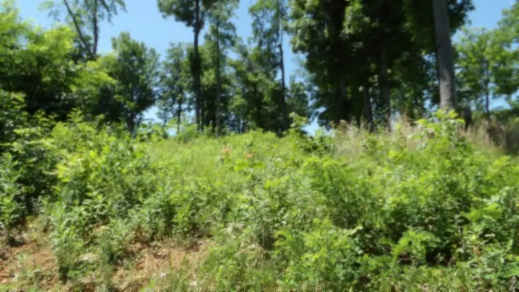 Lot 7e Rock Fish Lane Hilham TN 38568