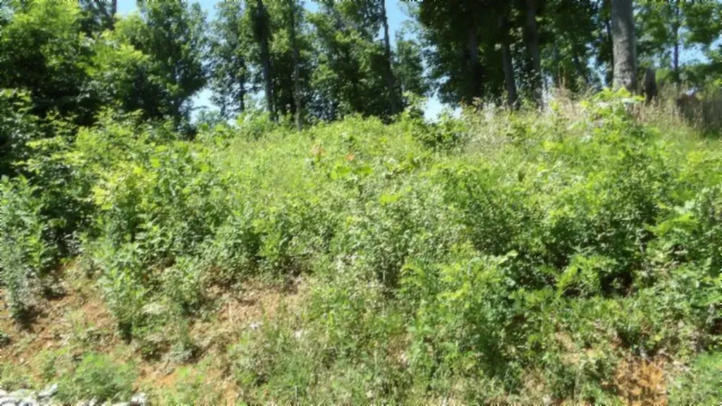 Lot 7e Rock Fish Lane Hilham TN 38568