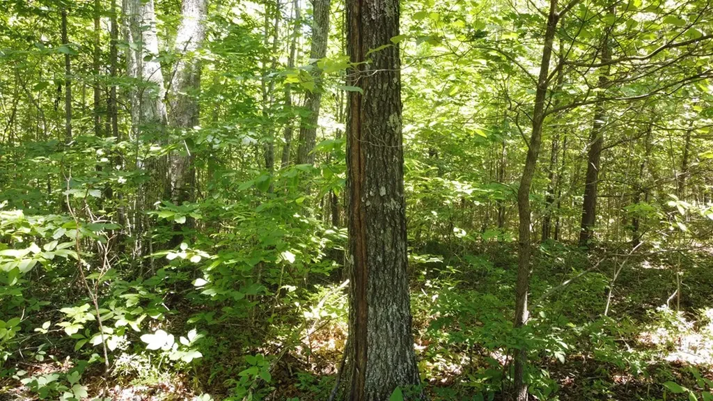 Lot 72 Camp Creek Road Spencer TN 38585