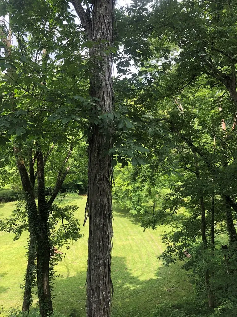 110 Breen Lane Cookeville TN 38506