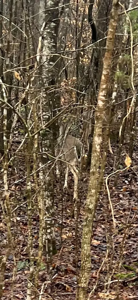 4271 Milky Way Road Lot 43 Jamestown TN 38556
