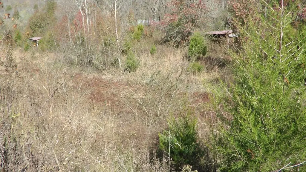 3509 Wet Mill Creek Road Celina TN 38551