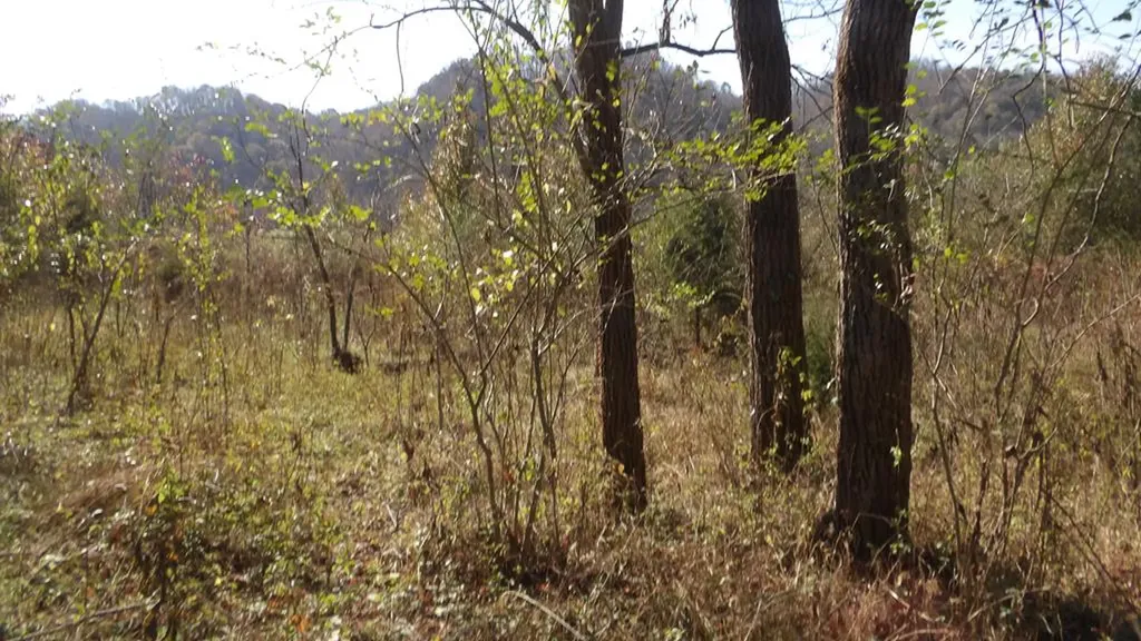 3509 Wet Mill Creek Road Celina TN 38551