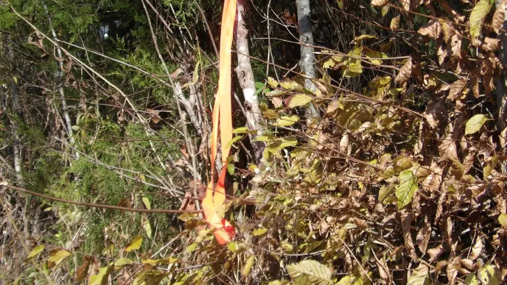 3509 Wet Mill Creek Road Celina TN 38551