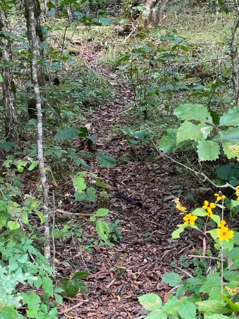 0 Wet Mill Creek Road Celina TN 38551