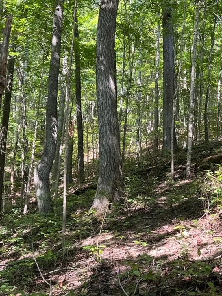 0 Wet Mill Creek Road Celina TN 38551