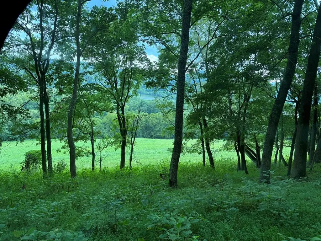 54.79ac Gladdice Highway Gainesboro TN 38562