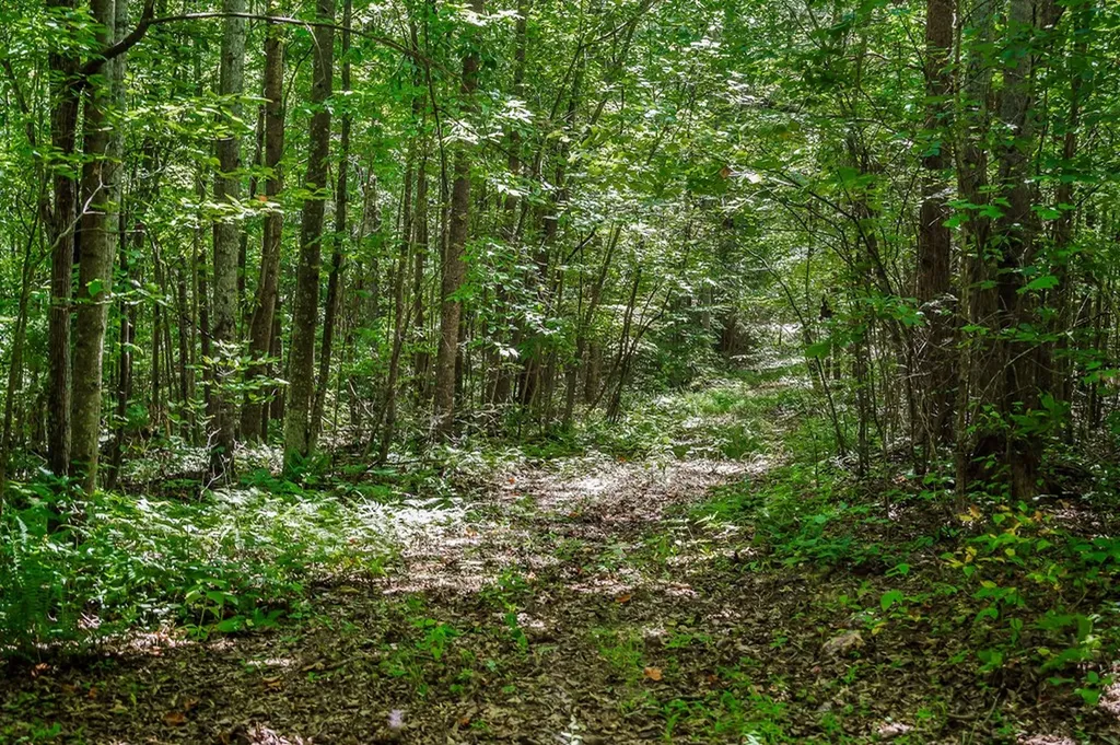 0 Mccormick Ridge Road Whitleyville TN 38588
