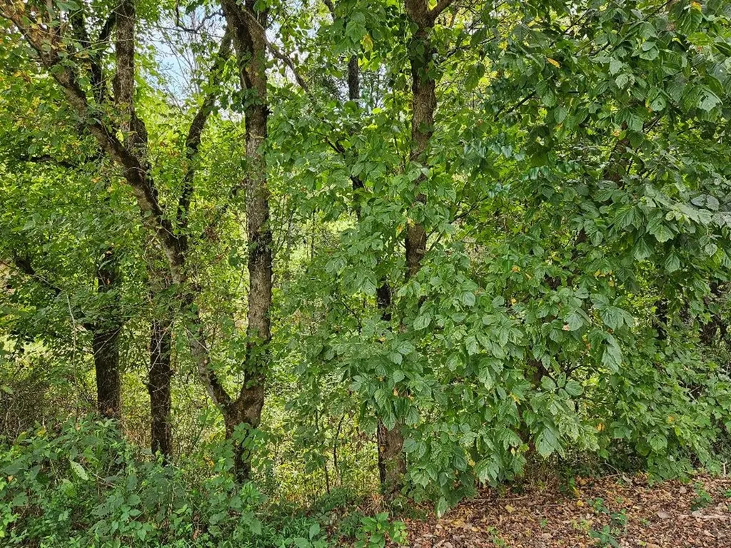 00 Highway 96 Buffalo Valley TN 38548