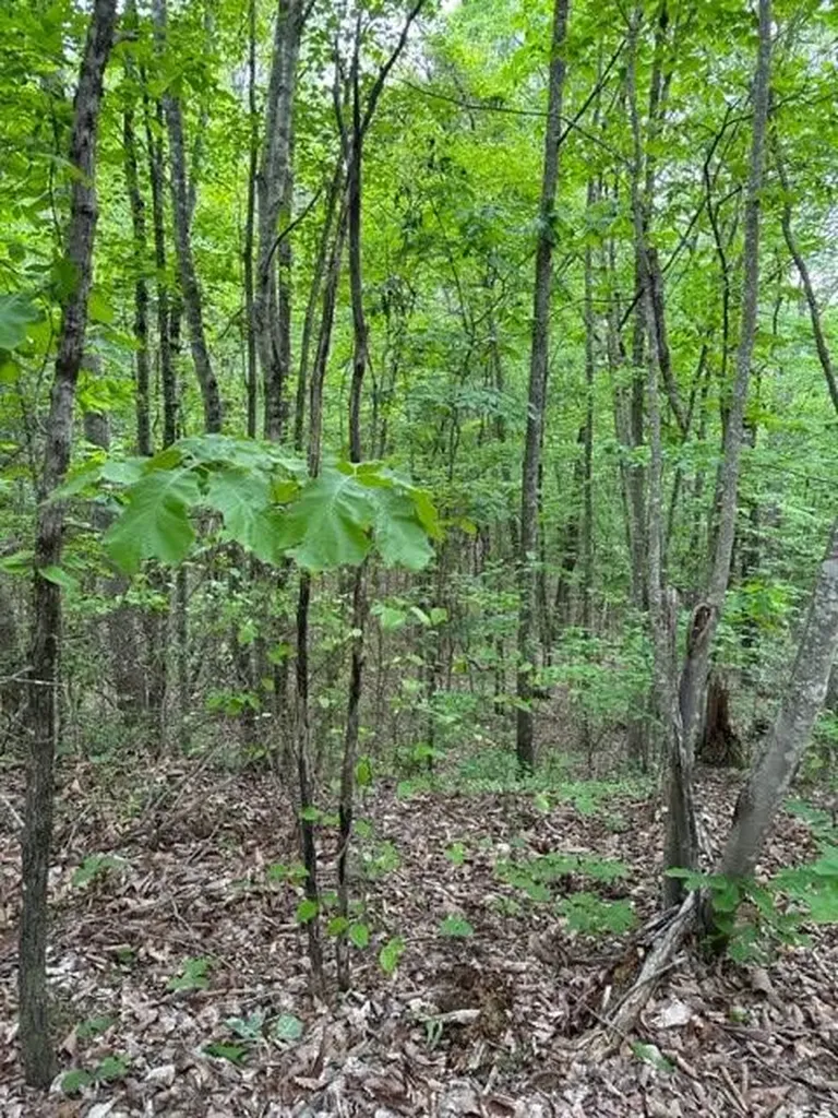 Lot 91 Buckeye Lane Wilder TN 38589