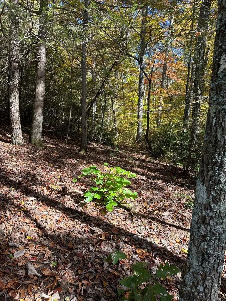 Lot 91 Buckeye Lane Wilder TN 38589