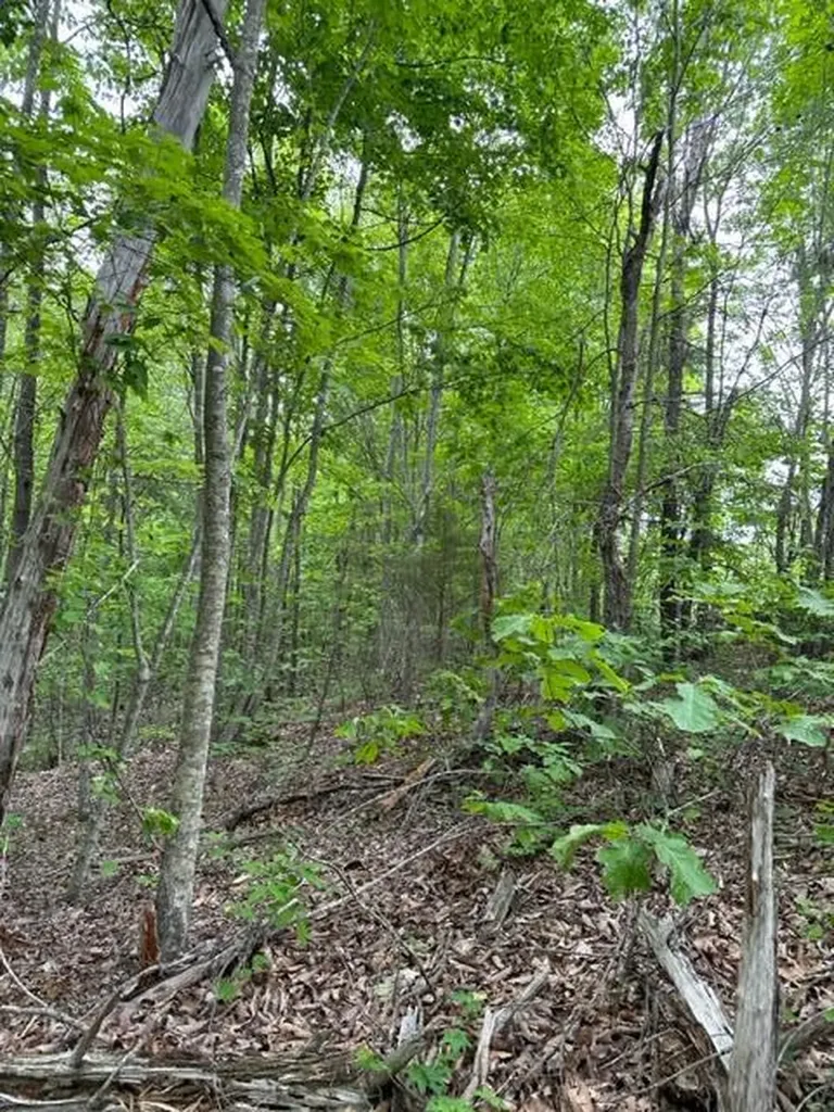 Lot 91 Buckeye Lane Wilder TN 38589