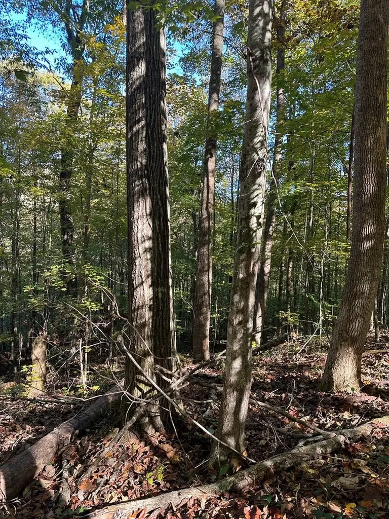 Lot 91 Buckeye Lane Wilder TN 38589