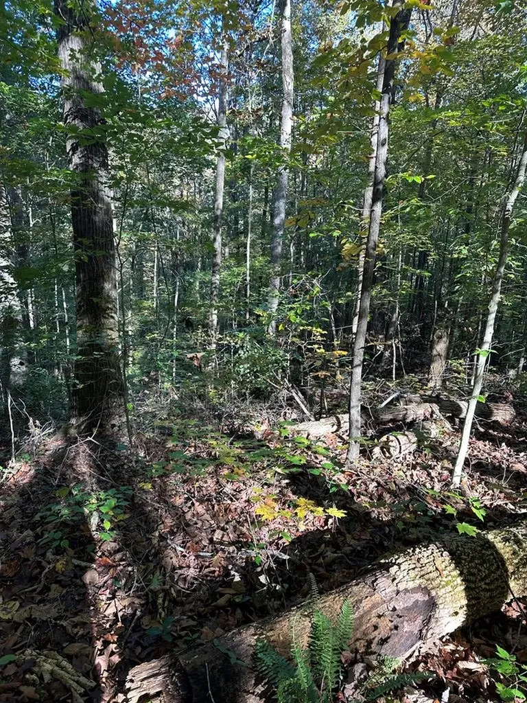 Lot 91 Buckeye Lane Wilder TN 38589