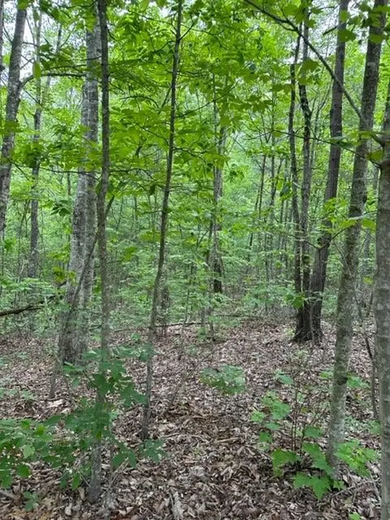 Lot 91 Buckeye Lane Wilder TN 38589
