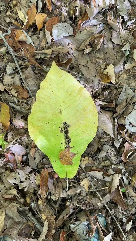 Lot 91 Buckeye Lane Wilder TN 38589