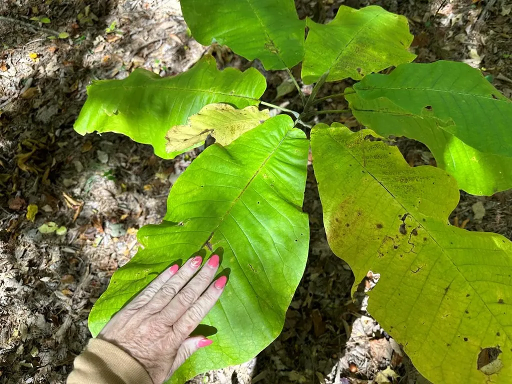 Lot 91 Buckeye Lane Wilder TN 38589