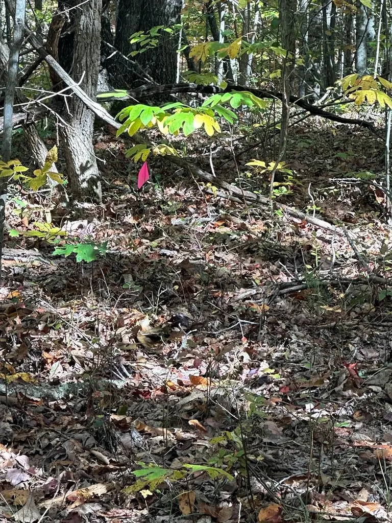 Lot 91 Buckeye Lane Wilder TN 38589