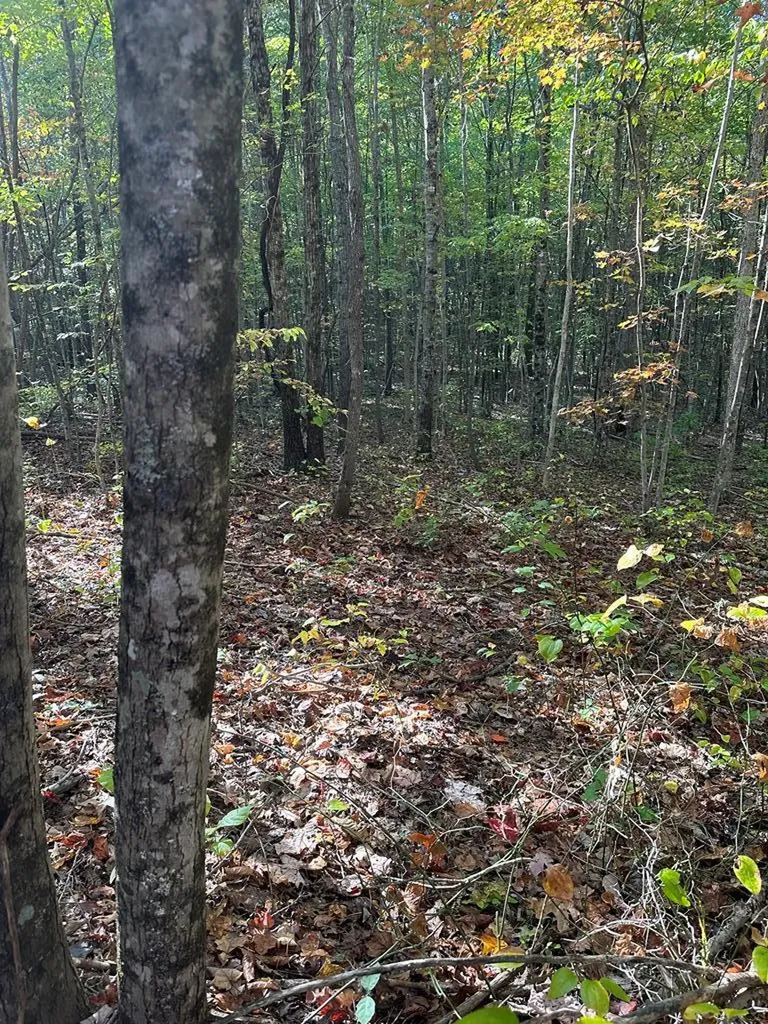Lot 91 Buckeye Lane Wilder TN 38589
