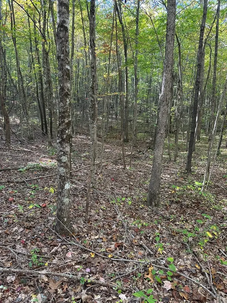 Lot 91 Buckeye Lane Wilder TN 38589